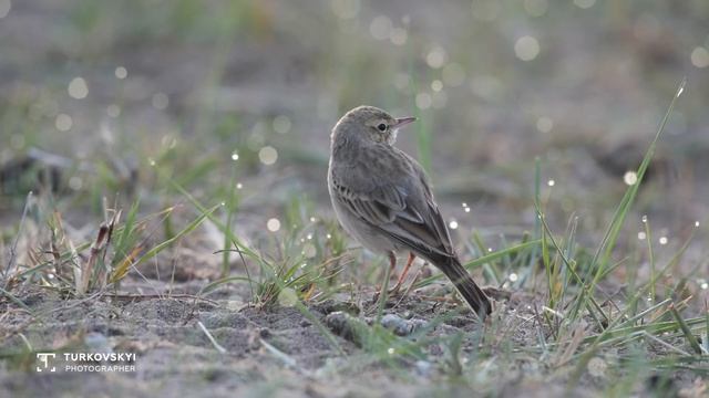 Горный конек, голос - Тоо элсанары смотреть онлайн