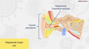 43. Строение и функции органов чувств