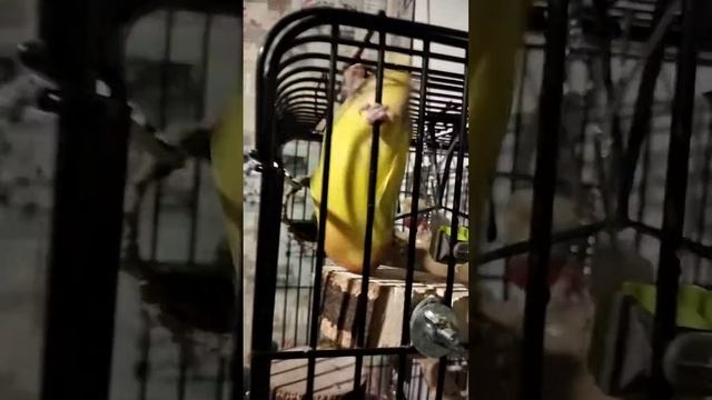 Приколы с попугаями...Попугай Персик смотреть онлайн