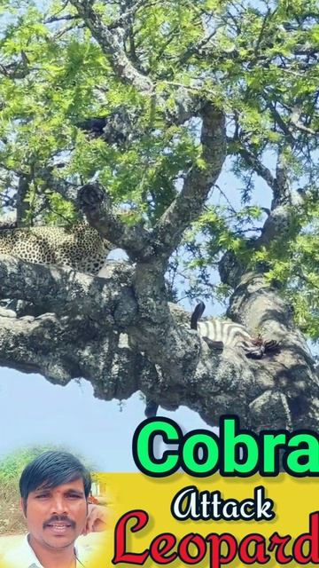 King Cobra Attack Leopard/Yadi Fact Wala #trendingshorts #youtubeshorts #viralvideo