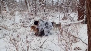 Охота с лайками из Удмурского питомника на кабана дорезали  подранка