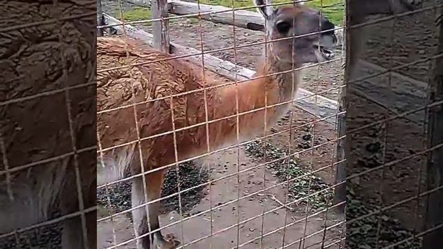 Гуанако смотреть онлайн