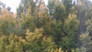 Ураган-Ветер склоняет деревья до земли.