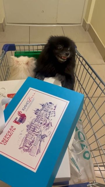 МАЛЕНЬКИЕ ХВОСТИКИ, МАКЕЕВА #макееваанастасия #дача #актриса #певица #собаки #домашниеживотные смотреть онлайн