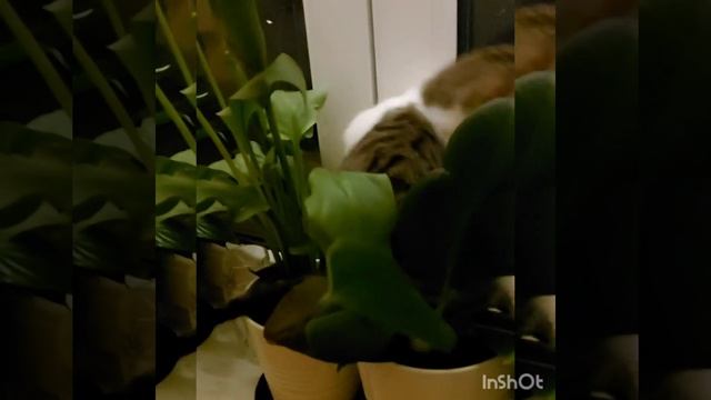 Последние секунды жизни Ежа 🙈🤣