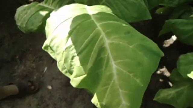 Обзор сортов табака нового сезона 2020года!!! смотреть онлайн