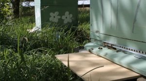 Пчеловодство с нуля - Пчелы на прилётной доске