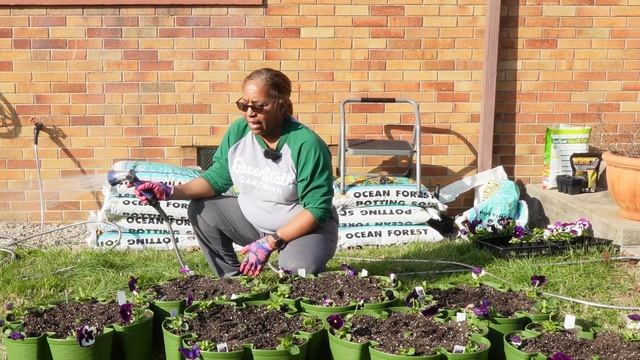 Planting Pansies in Basket Weave GreenStalk смотреть онлайн