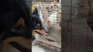 Собаки и куры, решаем  проблему когда пес гоняет курей