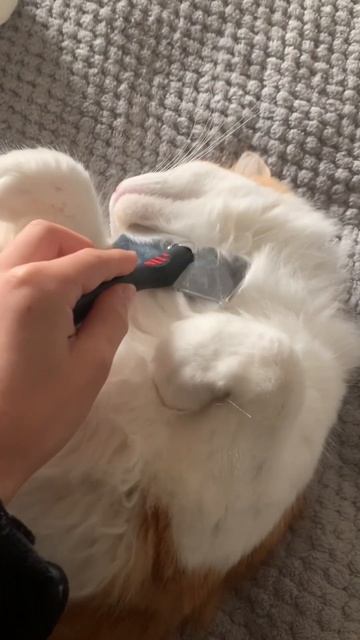 Will my cat like my grooming brush? #fyp #animals #cute смотреть онлайн