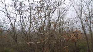 2017 NEW Caccia alla beccaccia woodcook scolopax вальдшнеп bécasse μπεκάτσα shapkë
