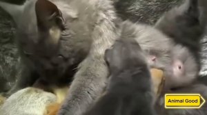 Обычная Домашняя Кошка стала Приёмной Мамой для Четырёх Осиротевших Бельчат