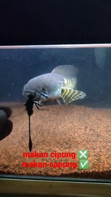 channa Auranti makan cipung 😱‼️ #channa #predatorfish #snakeheadfish #ikan #iwakgalak #shorts смотреть онлайн