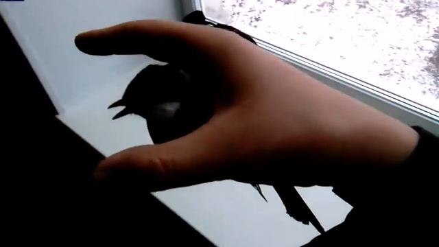 Птица синица смотреть онлайн