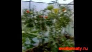 Томаты (помидоры) "бабьим летом" сентябрь