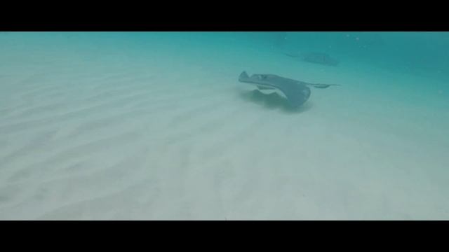 Day with the Stingrays смотреть онлайн