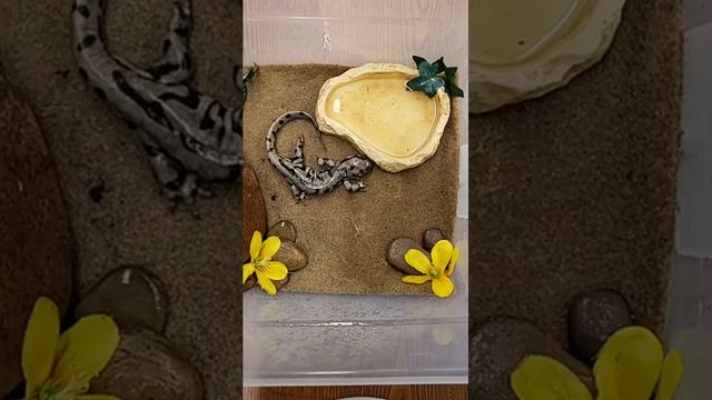 Tiger and Blue Spotted Salamander - Digital Creature Feature смотреть онлайн