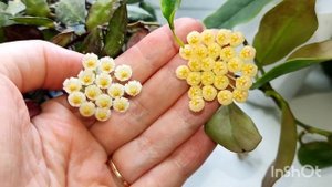 цветение hoya cv. sunrise, hoya krohniana Black Lives, hoya Lockii