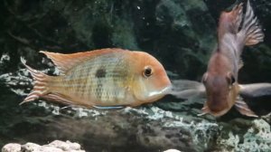 Геофагус тапажос