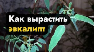 Выращивание эвкалипта дома из семян - как ухаживать и вырастить эвкалипт