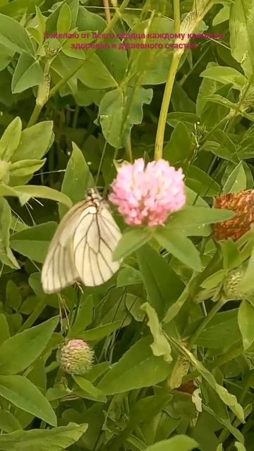 ВСЕМ ЧЕЛОВЕЧЕСКОГО СЧАСТЬЯ И ДОБРА