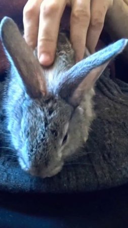 Любимчик Почихунчик #кролики #rabbit #bunny #cute #крольчата #pets #животные #cuteanimals #cutebunn