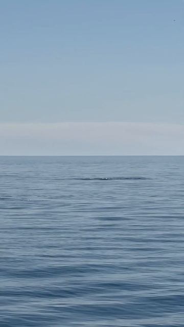 Встреча с КАСАТКАМИ в охотском море #sea #море #шантары смотреть онлайн