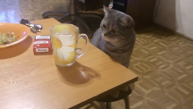 Боцман и чайный пакетик смотреть онлайн