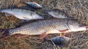Снасть на щуку.Самолов на хищную рыбу