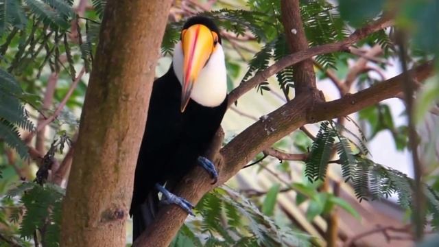 funny moments of animals around us | elephants, snakes, ants, rabbits смотреть онлайн