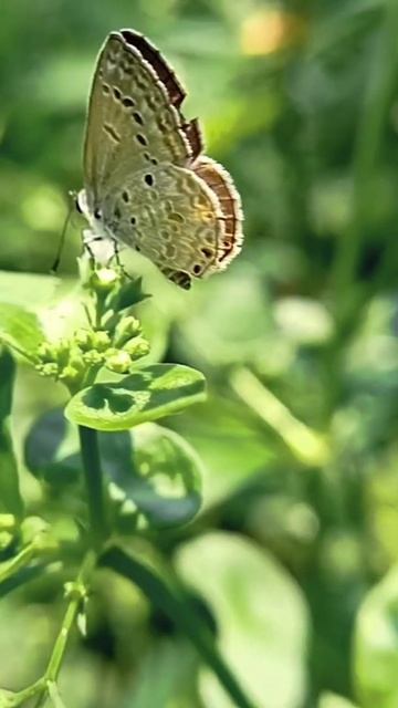 Butterfly flying in slowmotion|#yshorts #youtubeshorts #slomo #slowmotion #photography #videography смотреть онлайн