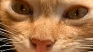 Simbachka-No местечко law (мэшап)