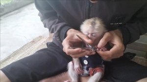 Baby Monkey Cutis gets his nails cut by his dad