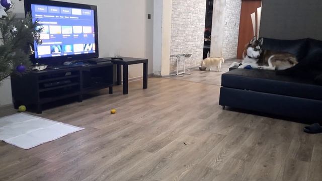 Щенок Лаки ЭНЕРДЖАЙЗЕР смотреть онлайн