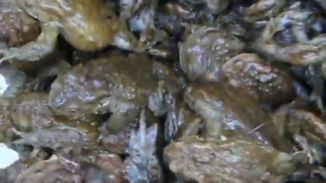 Бадья з сірими ропухами_Educational movie is used on batrachos.com смотреть онлайн