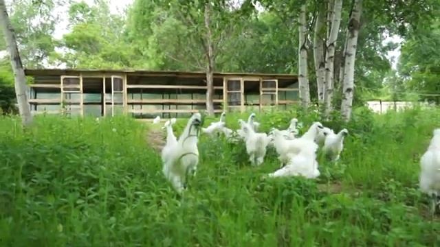 Китайские шелковые аборигены. смотреть онлайн