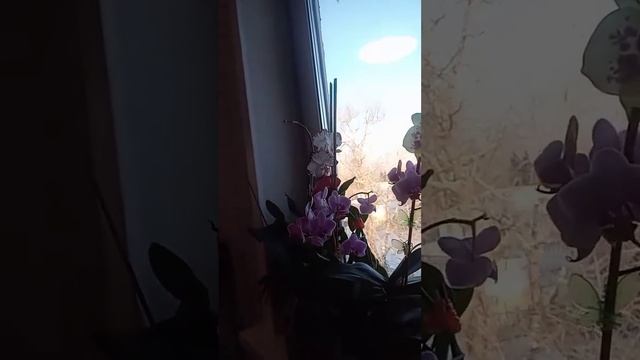 ВОТ ТАКУЮ КРАСОТУ МЫ МОЖЕМ ВЫРАСТИТЬ В СВОБОДНОЕ ВРЕМЯ смотреть онлайн