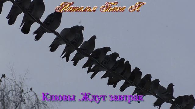 Клювы .Хвосты.shorts#shorts смотреть онлайн