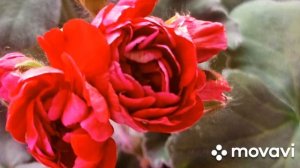 ПЕЛАРГОНИЯ ЭЛИНА БЫСТРИЦКАЯ // КОЛЛЕКЦИЯ ЛИПАТРВОЙ АНАСТАСИИ // ВАЦАП ДЛЯ ЗАКАЗА 89152458159