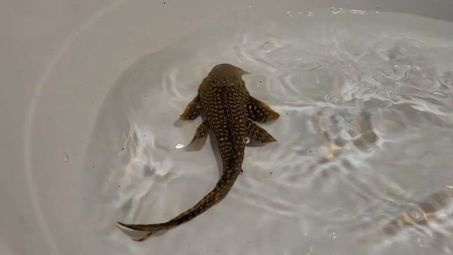 Pleco L001 super yellow смотреть онлайн