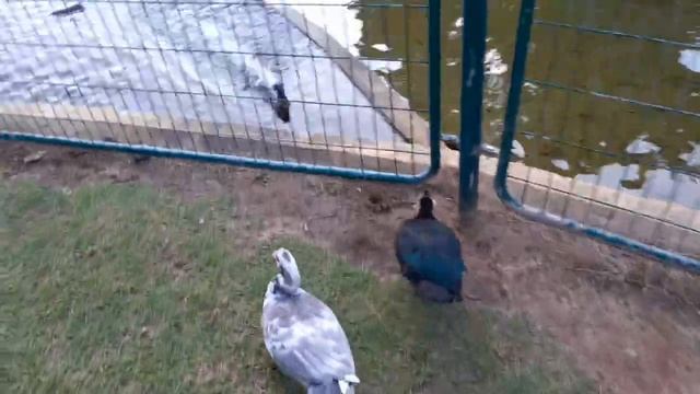 duck stop!!!!The duck stole the bread.Утка стащила хлеб. смотреть онлайн