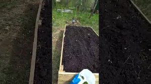 Как посадить землянику на теплую грядку. Часть 1.