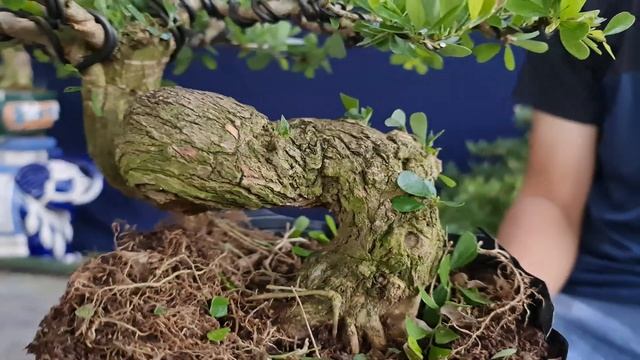 Bằng Lăng núi, Bonsai Sam Trang Me Thủy Ngọc Mai rao bán 29.12 (O939-442212) gặp Bình смотреть онлайн