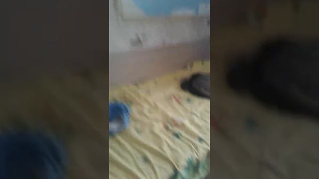 Обзор моей кошки);) смотреть онлайн