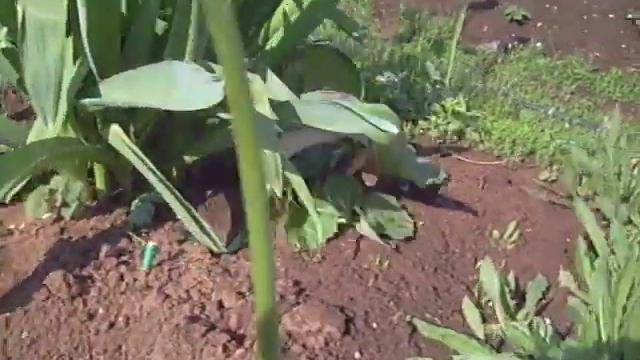 Щучье спасение))) смотреть онлайн