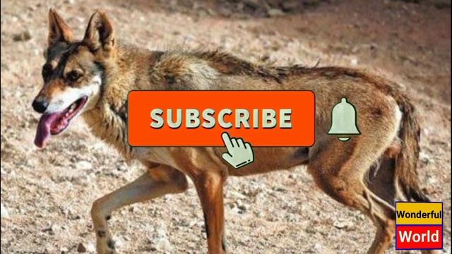 Wildlife of Saudi Arabia. Saudi Arabian Wildlife.