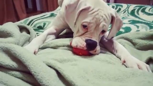 Боксер...пищалка...любовь смотреть онлайн