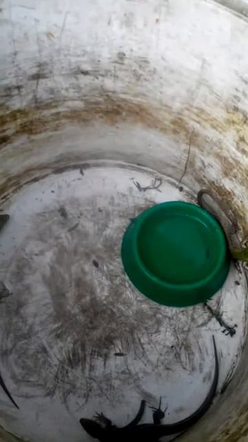 Продаю ящериц смотреть онлайн