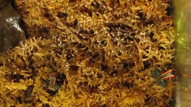 juvenile azureiventris eating смотреть онлайн