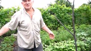 ДЛЯ ОГУРЦОВ  сделали арку